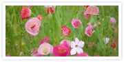 flower1